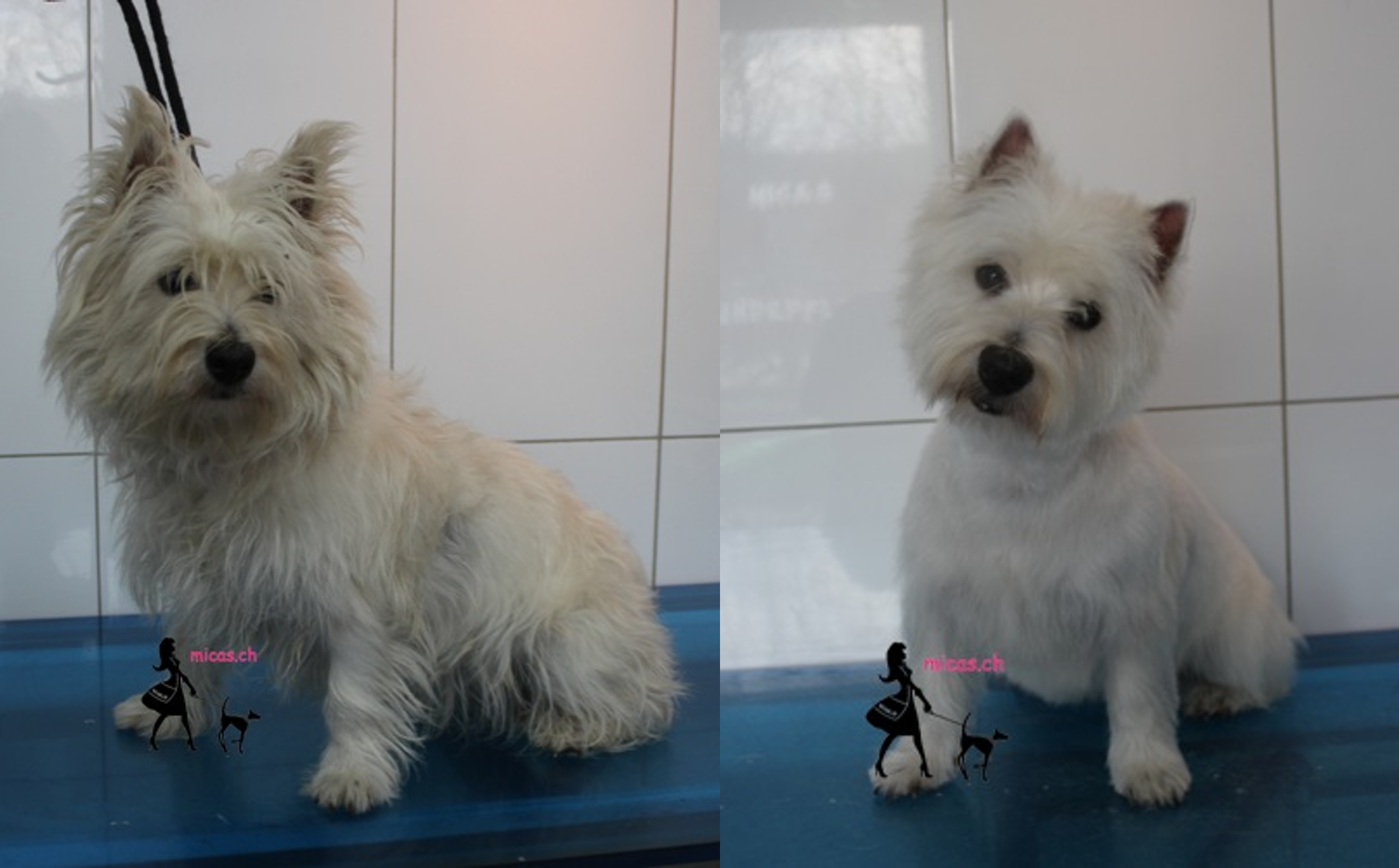 01Westie_Happy.png