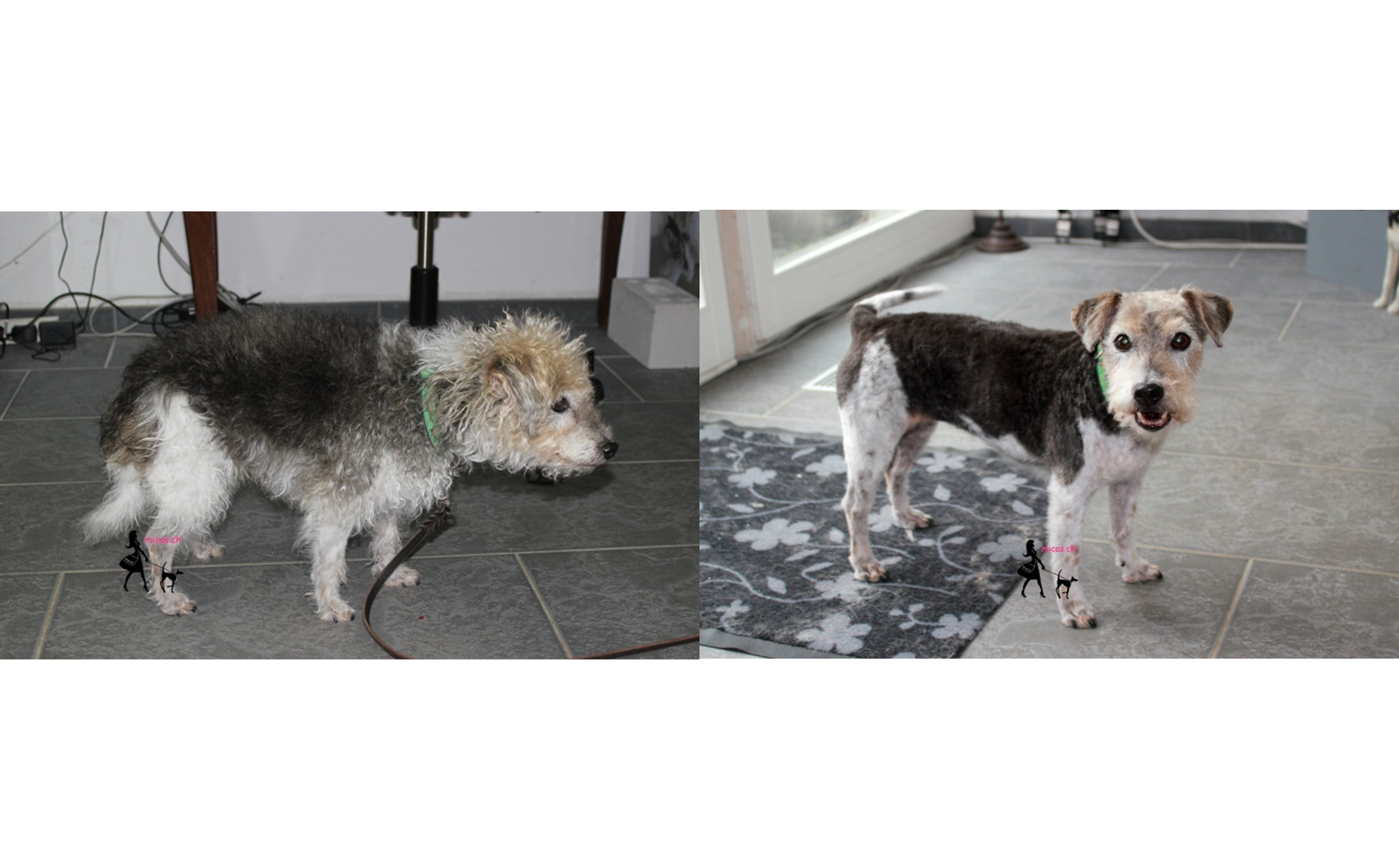 04Jack_Russell_Terrier_Kerry.png