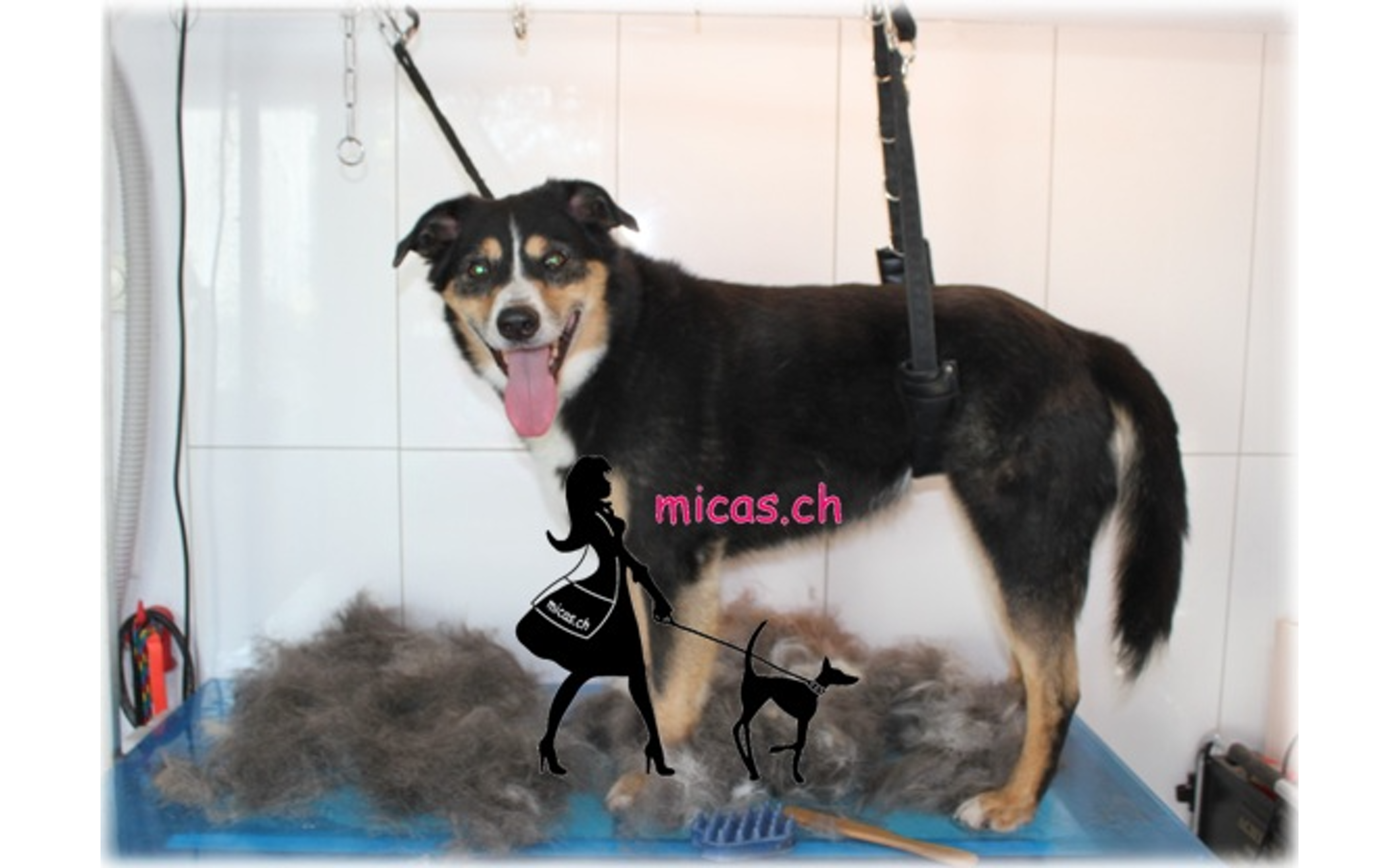 16Appenzellermischling_Ceco.png